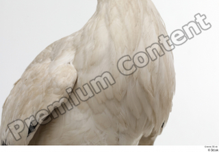 Black stork body chest 0002.jpg
